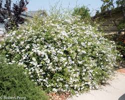 Image result for Plumbago ituriensis