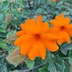 Image result for Thunbergia gregorii
