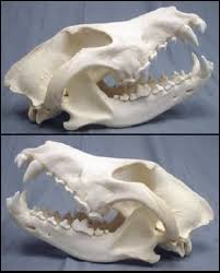 Drawing Wolf Skull Skeletons 52 Ideas For 2019 Wolf Skull Dog Skull Skull Reference