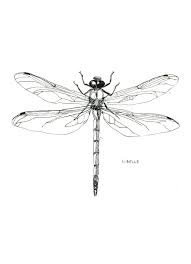 10 Scribbly Insects On Postcards Maartje Van Den Noort Dragonfly Tattoo Design Dragonfly Tattoo Body Art Tattoos