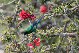 Image result for Schotia capitata