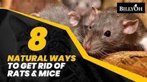 We did not find results for: 8 Natural Ways To Get Rid Of Rats Mice Without Harming Them Humane Home Remedies For Pests Youtube