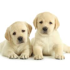 The american labrador breed which is generally taller and leaner qualify as perfect companions on hunting expeditions. Open Thread Labradors Are They Really The Best Dogs Ever Animals The Guardian