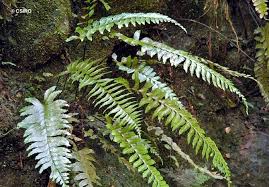 Image result for Aspleniaceae