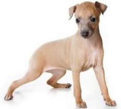 Any age up to 8 weeks up to 12 weeks up to 16 weeks older than 16 weeks. Italian Greyhound How Much Do You Really Know About The Ig