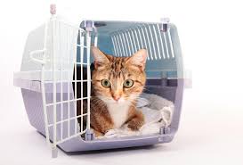 Learn more about austin animal center in austin, tx, and search the available pets they have up for adoption on petfinder. Health Certificates And Pet Travel Pet Medical Center