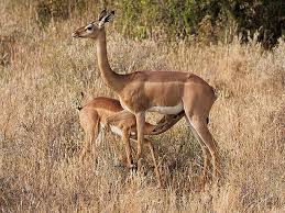 Google Image Result For Http Www Creativetravelphoto Com Gallery Images Animals Birds African Animals2 Lg Afric African Animals Animals Images Africa Animals