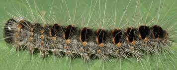 Urticantes et menaçantes, les chenilles processionnaires envahissent les forêts des vosges. Seraing Met En Garde Contre La Chenille Processionnaire Du Chene Et Ses Poils Dangereux Pour La Sante Ville De Seraing Ville De Seraing