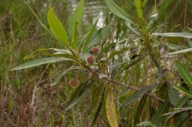 Image result for Breonadia