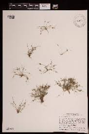 Image result for Lipocarpha micrantha