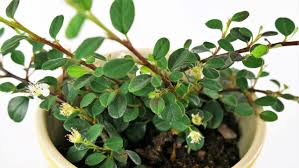 Die sorte wird besonders häufig gepflanzt. Zwergmispeln Cotoneaster Als Bodendecker Teppich