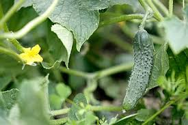 Image result for male flowers cucumber