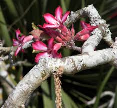Pin On Adenium Desert Rose