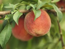 Maybe you would like to learn more about one of these? How To Prune Peach Trees