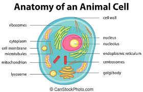 Our body starts its existence at fertilization from a single cell, the diploid zygote. Animal Cell Stock Photos And Images 17 503 Animal Cell Pictures And Royalty Free Photography Available To Search From Thousands Of Stock Photographers