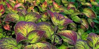 Check spelling or type a new query. Amandel Sembelit Atau Sakit Perut Atasi Dengan Manfaat Daun Miana Deherba Com