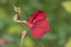 Image result for Macrotyloma ellipticum