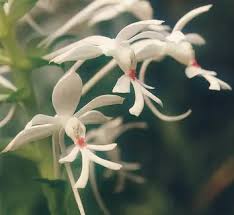 Image result for Calanthe sylvatica