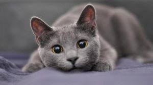 Erkek Kedilerde Kizginlik Donemi Hakkinda Hersey Kedi Blog