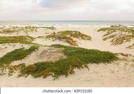 This is a 360 degree view of the coronado beach fire ring at coronado island in san diego, california coronado beach fire rings psa: Sand Dune Green Plants Coronado Beach Stock Photo Edit Now 639152185