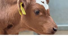 Calves