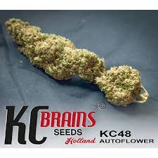 Find the cannabis strains released this 2021 that will blow your mind! K C 48 Auto K C Brains Seeds Cannabis Seeds Autofem