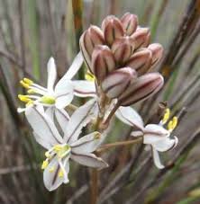 Image result for Drimia