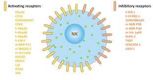 The role of nk cells is analogous to that of cytotoxic t cells in the vertebrate adaptive immune response. Surface Markers Of Natural Killer Cells Cusabio
