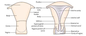 Easy Notes On Uterus Learn In Just 4 Minutes Earth S Lab Easy, few steps, video lessons on how to draw cartoons, a rose, a dog, a dragon and much more. easy notes on uterus learn in just 4