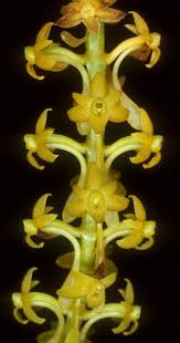 Image result for Chamaeangis