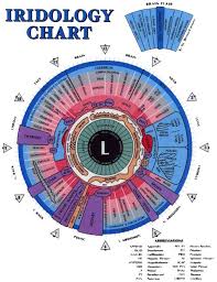 Iridology Chart For The Iris Of The Left Eye Defines The