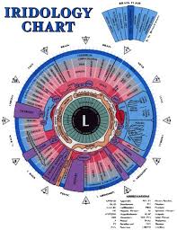 iridology chart for the iris of the left eye defines the