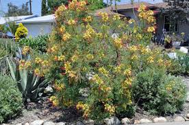 Image result for Caesalpinia