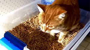 Diy mess free kitty litter box. Best Cat Litter Box Combo Homemade Safe Low Cost Youtube