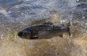 Park Fishing Information Parks