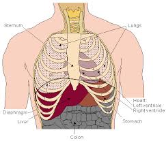 The definition given says that is all of the human body except the head and limbs. 6 The Heart