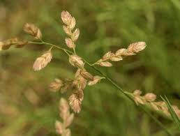 Image result for Eragrostis exasperata