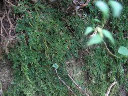 Image result for Erythroxylum platycladum