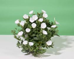Image result for Convolvulus
