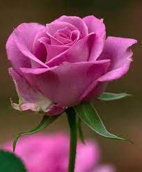 pin by dipti dhopiskar on 1 a file general beautiful flowers beautiful rose flowers amazing flowers