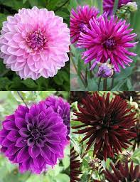 Midnight Glo Dahlia Collection Spring Planting Flowers Bulb Flowers Plants