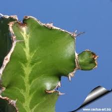 Image result for Euphorbia halipedicola