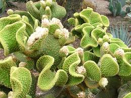 Propagating succulents — needles + leaves. Step Lightly Around A Cactus Hgtv