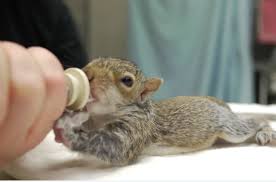 Rescued Baby Squirrel Eats Breakfast Video Baby Squirrel Squirrel Can Dogs Eat Oranges