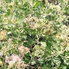 Image result for Pluchea dioscoridis