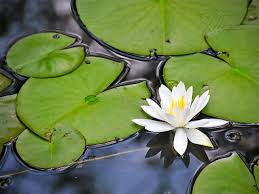 The hosts, trudy and greg, were utterly exceptional from their homemade breakfast to their careful detail. Lily Pad Wallpapers Wallpaper Cave Water Lilies Painting Lily Pad Drawing Water Lily Drawing