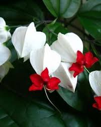 I live with a bleeding heart. 16 Best Bleeding Hearts Ideas Planting Flowers Beautiful Flowers Flower Garden