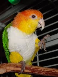 Black Bird With Orange Belly In Georgia Caper Is A White Bellied Caique That Is Up For Adoption At Miss Vicki S Parrot Village Near Atlanta Ga He Is A Clown And Parrot Funny Parrots Parakeet Bird