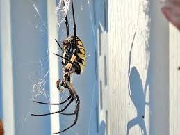 You can try to focus on the fact that spiders are theoretically beneficial to the home and garden, being that they snack on the other insects that might otherwise go. Spiders You Might Meet In Houston Holder S Pest Solutions