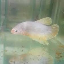 The total land area of the barangay is 5.370 km2. Cupang Koi Albino Shopee Indonesia